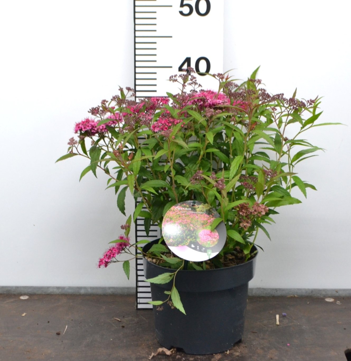 Spiraea jap. 'Anthony Waterer' - C3 20-40 CM